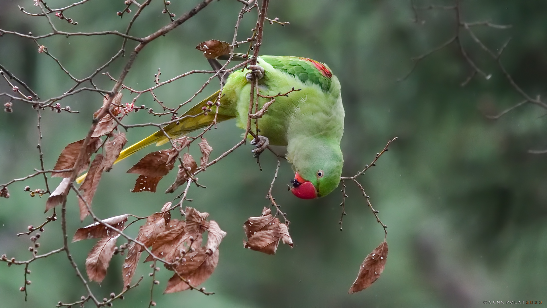 Alexandrine Parakeet